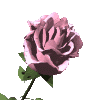j'envoyer cettte fleur a tous mes amiee de classe et de l'internete